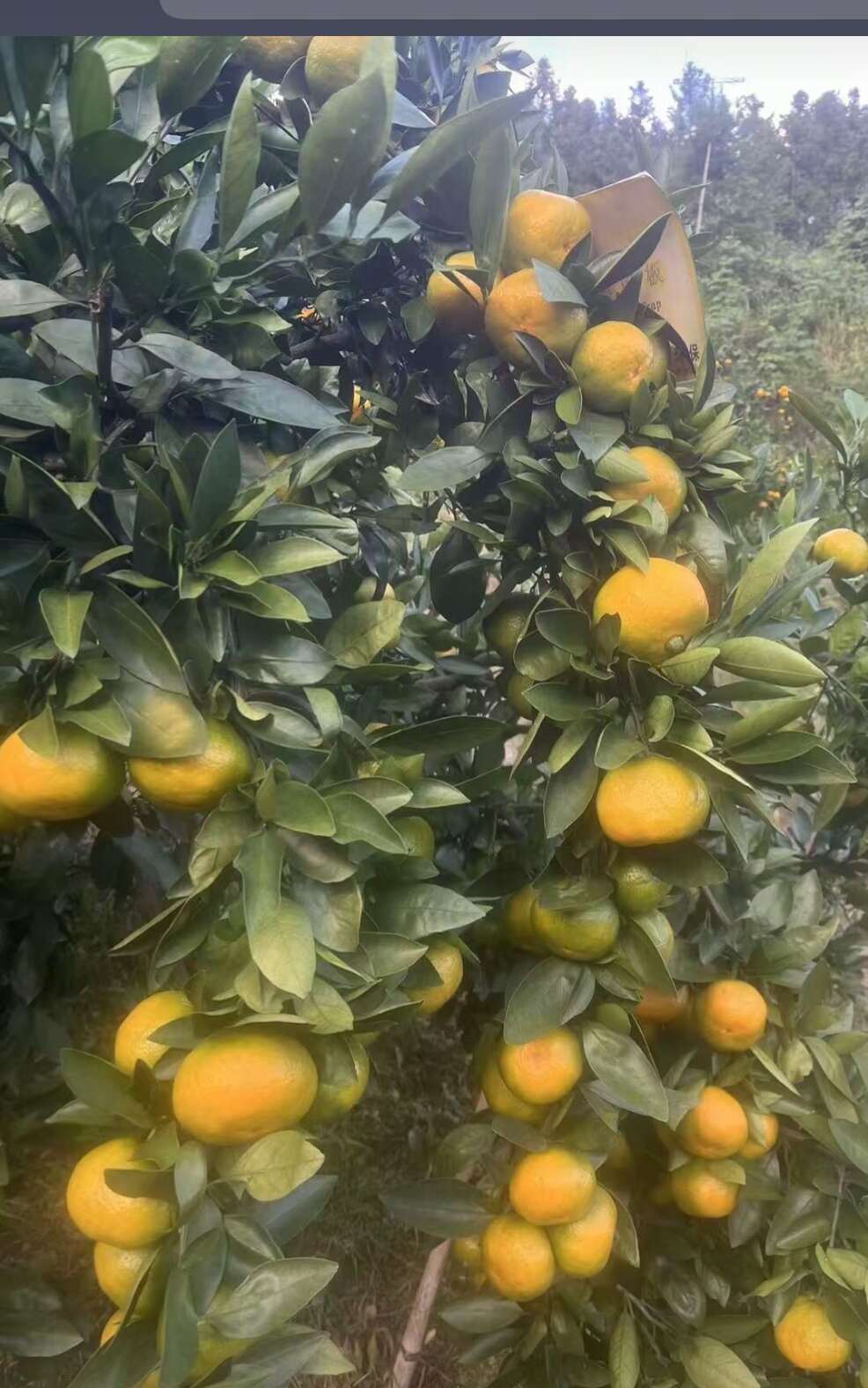 柑桔