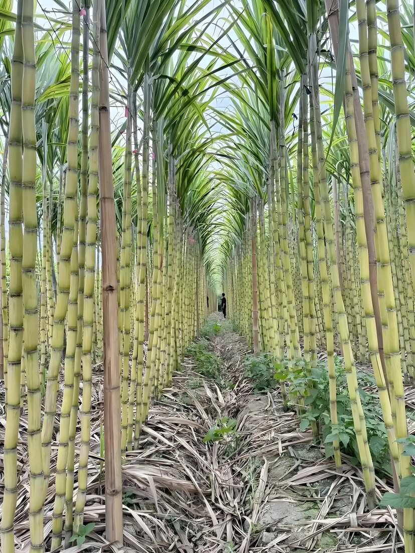 云南蒙自黄皮甘蔗 精品果 2.5米以上