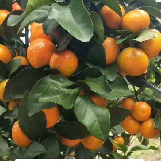 苍梧县广西金秋沙糖桔产地直供，果园新鲜采摘！