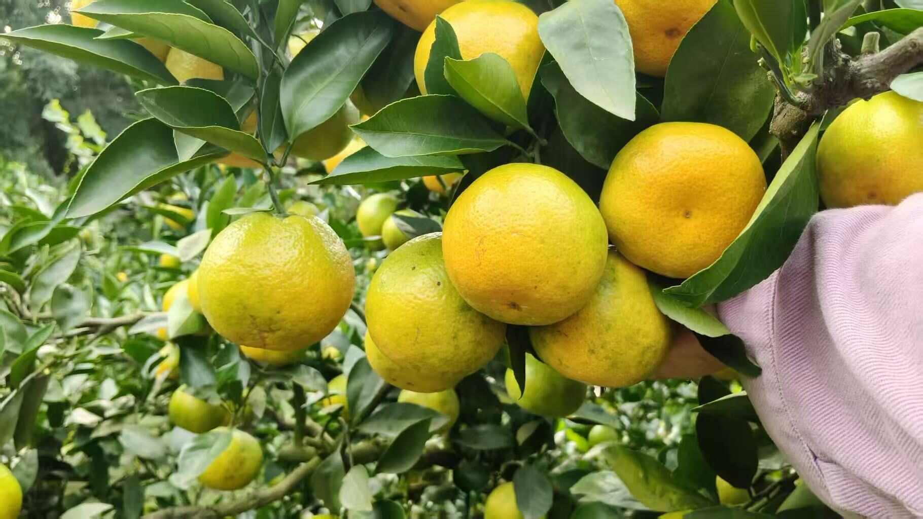 四川资阳蜜桔新鲜柑桔产地直发