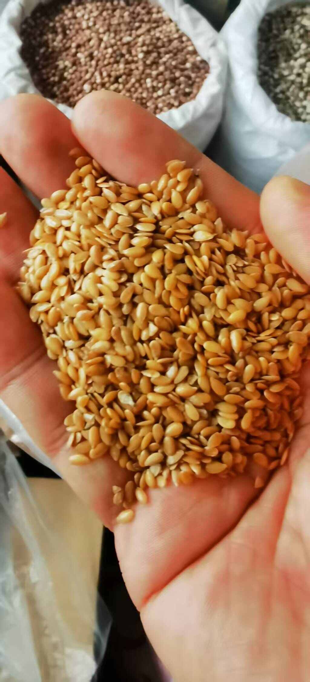 厂家直销亚麻籽，金色、褐色亚麻籽，颗粒饱满，品相佳，出油率高