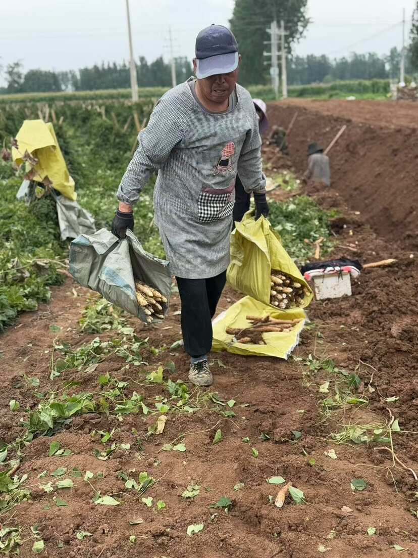 河南焦作温县垆土铁棍山药 自家种植保 产地直发