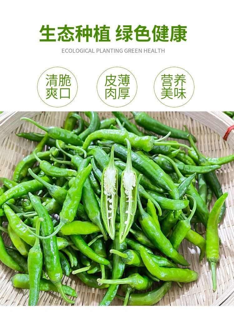 产地直发产新鲜樟树小辣椒（发财椒）新鲜精选港椒微辣香辣批发