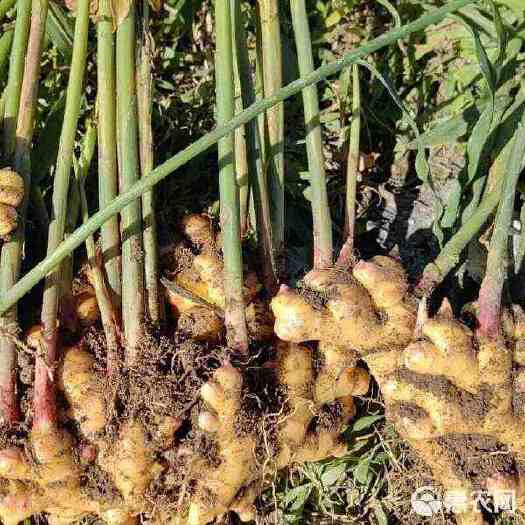 英山县小黄姜，鲜姜