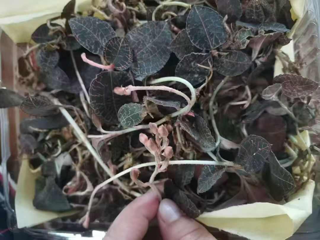 福建本地，金线莲