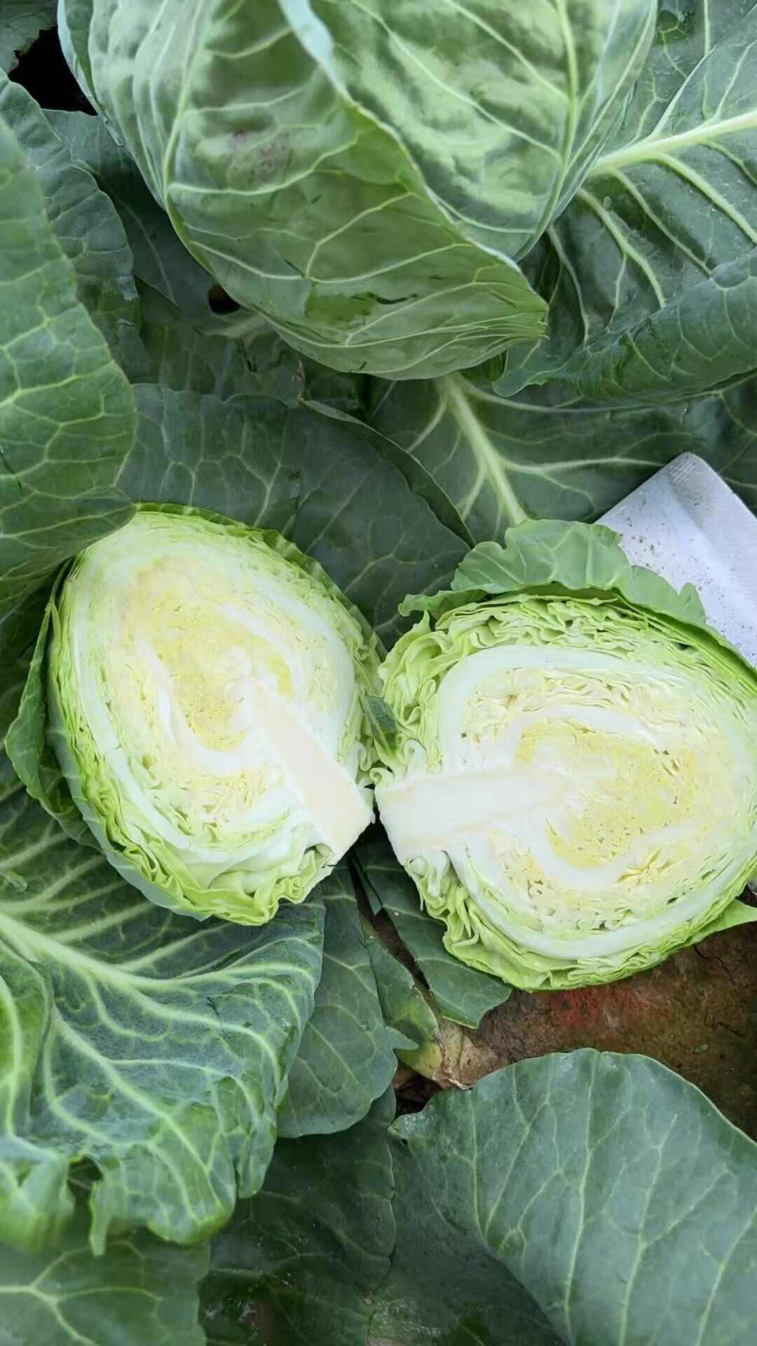甘蓝