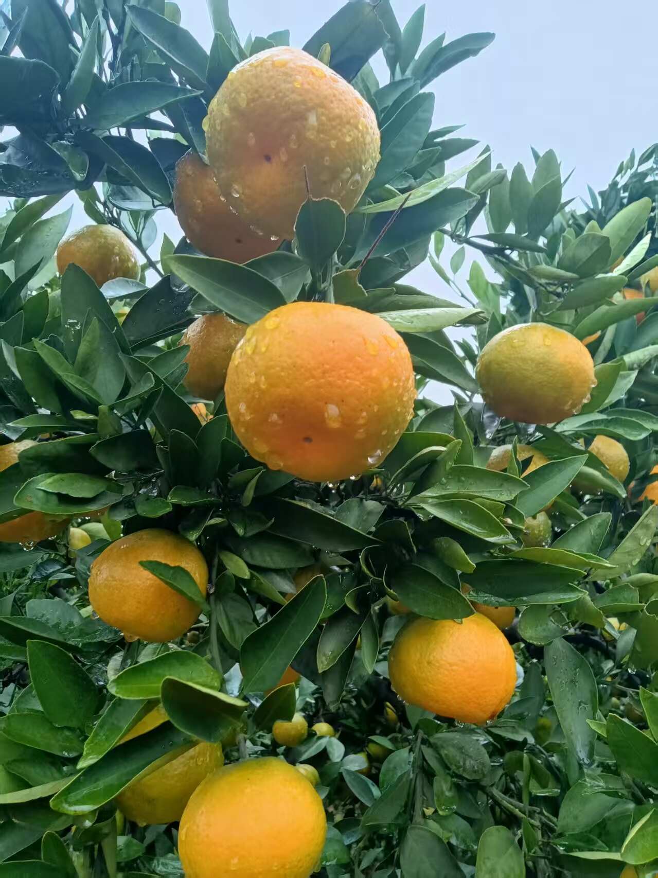 石门蜜桔 清甜化渣 口感正好 供应电商
