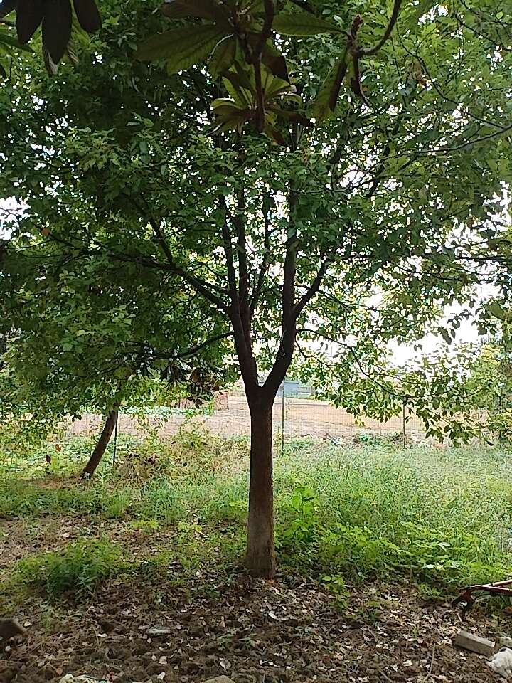 香樟树