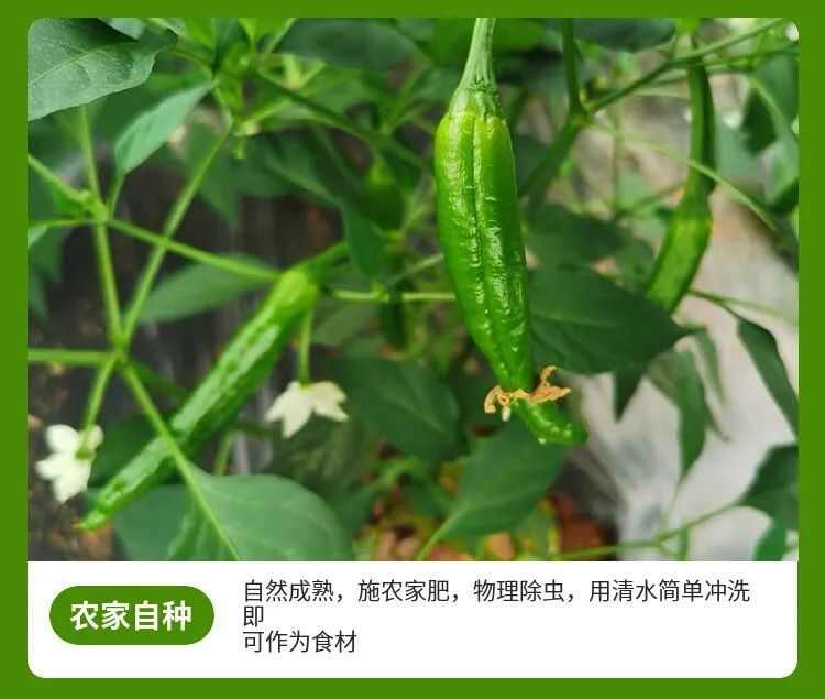 产地直发产新鲜樟树小辣椒（发财椒）新鲜精选港椒微辣香辣批发