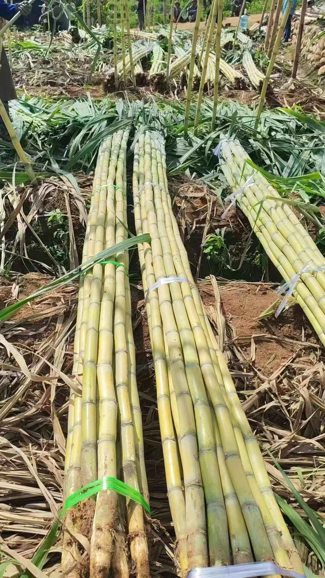 广西黄金甘蔗，结巴均匀