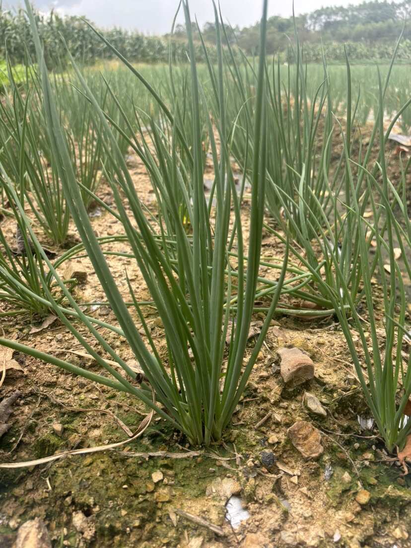 广西四季葱准备大量上市需要的可以联系品质保证