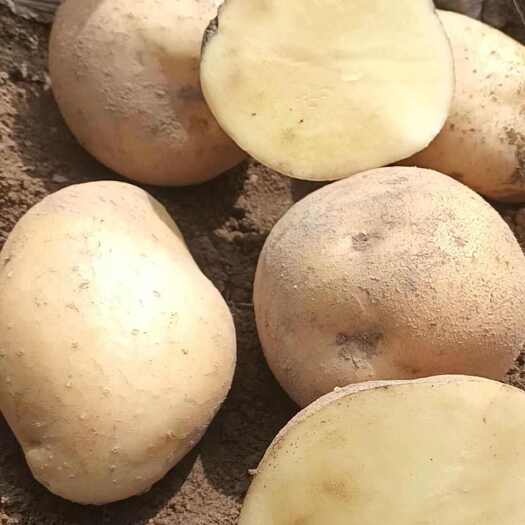 云南文山土豆大量上市，品质有保障
