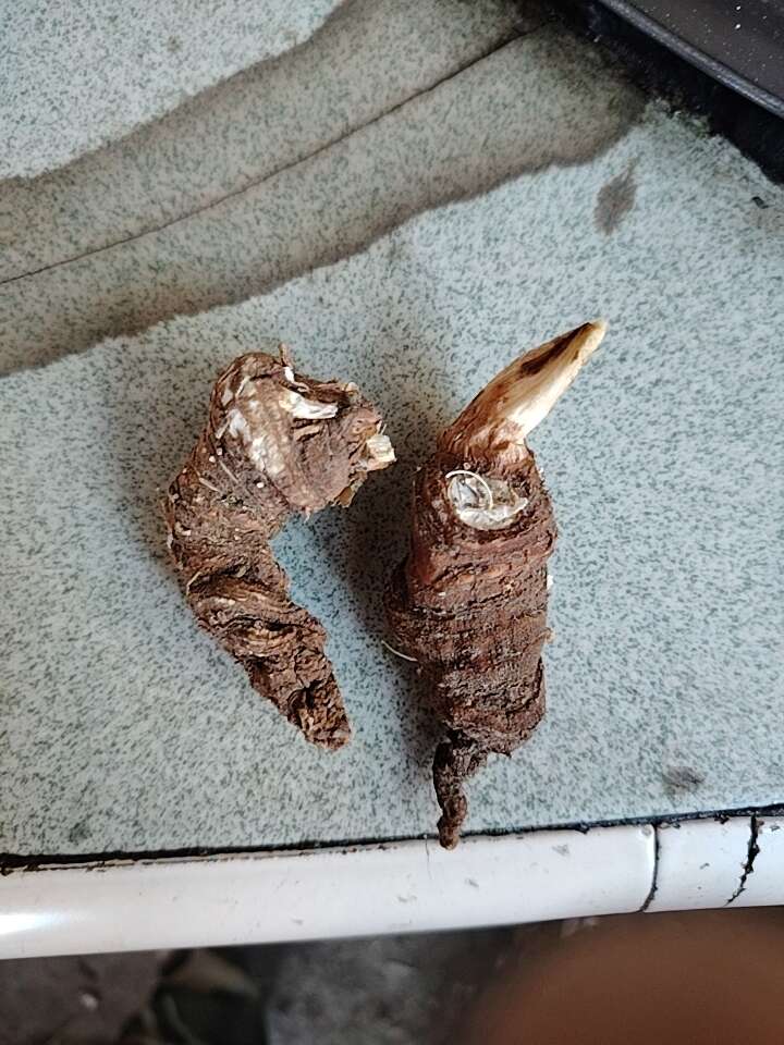 七叶一枝花