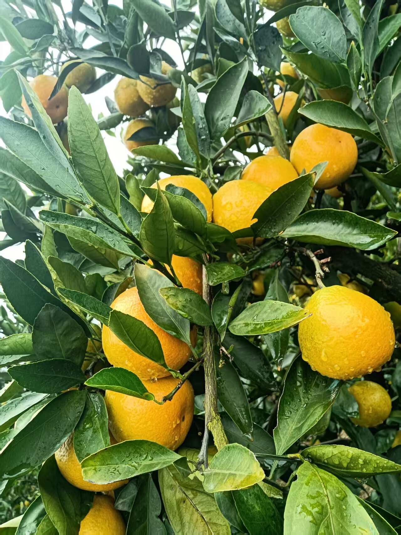石门蜜桔 清甜化渣 口感正好 供应电商