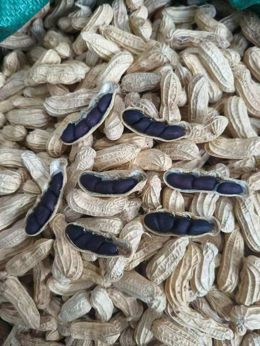 云南七彩花生，黑皮花生，黑美仁富硒花生