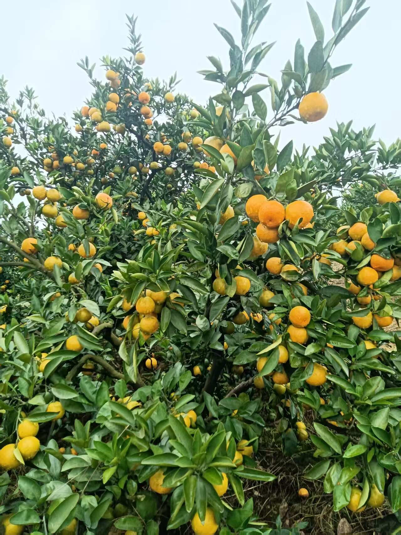 石门蜜桔 清甜化渣 口感正好 供应电商
