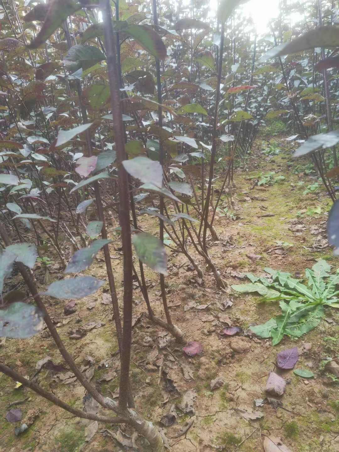 紫叶矮樱