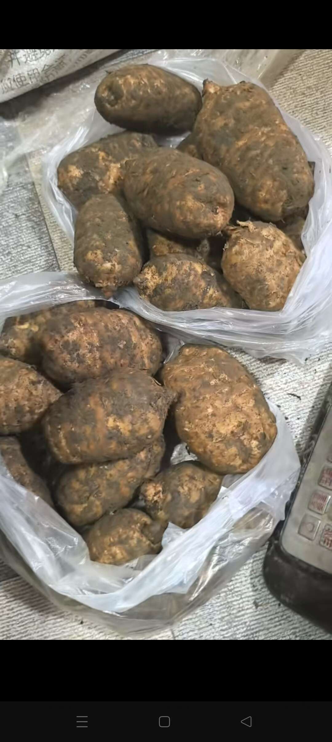 天麻，防天麻