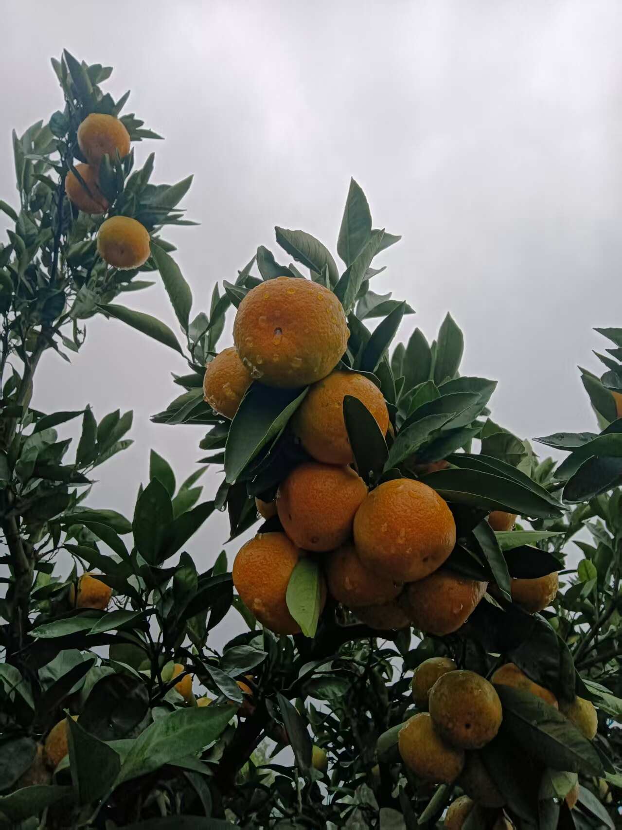 石门蜜桔 清甜化渣 口感正好 供应电商