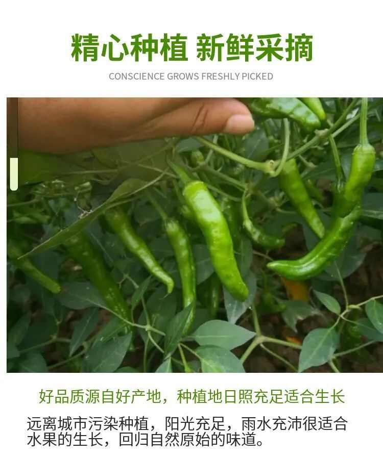 产地直发产新鲜樟树小辣椒（发财椒）新鲜精选港椒微辣香辣批发