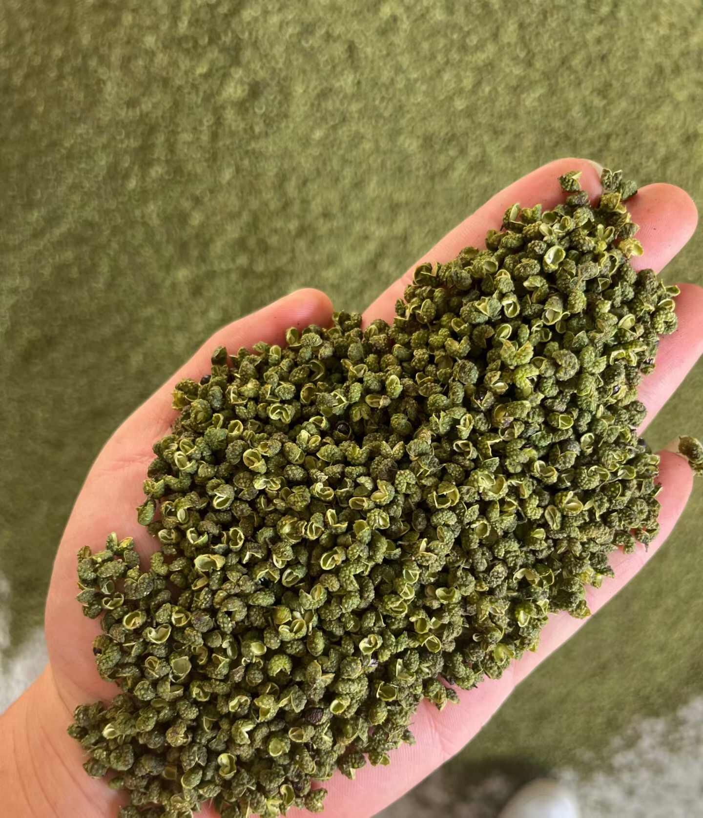 四川大凉山花椒，青花椒干品产地直供产地直销，可产地看货