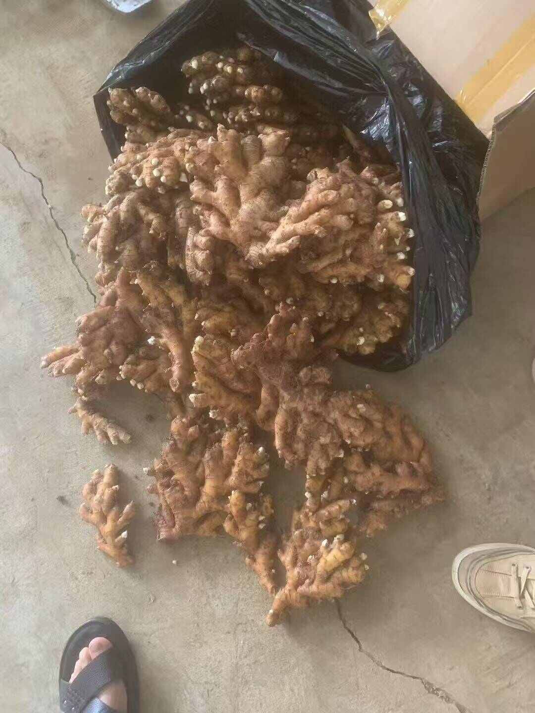 贵州小黄姜