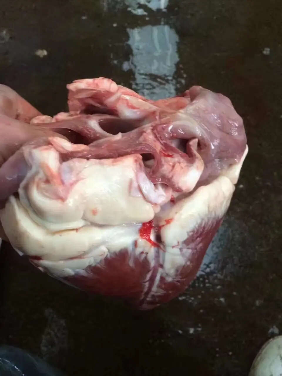 牛副产品 精品冷冻牛心 肉质紧实 优质蛋白 去油修剪烧烤卤煮