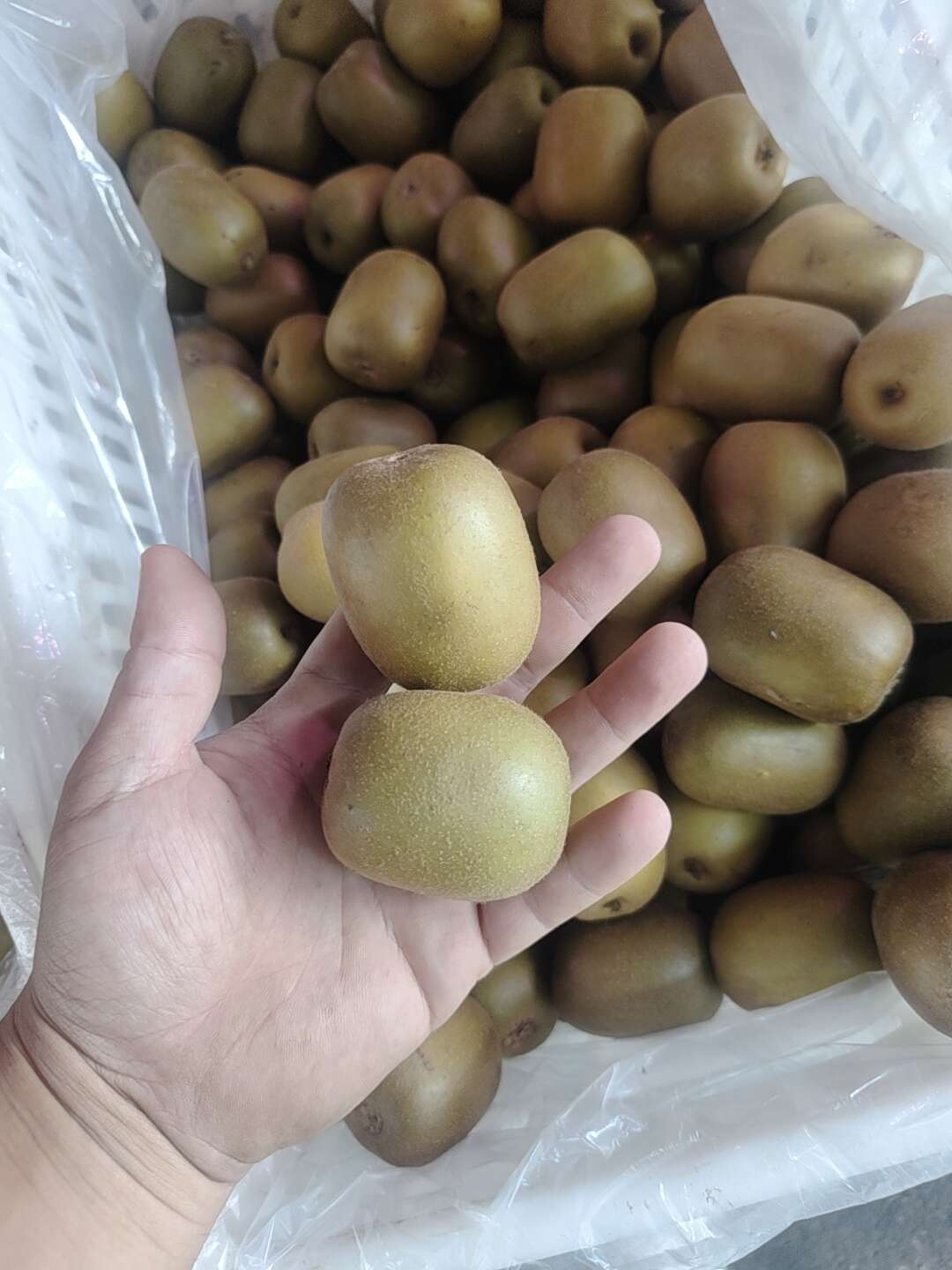红心猕猴桃50到70电商果硬度好的很