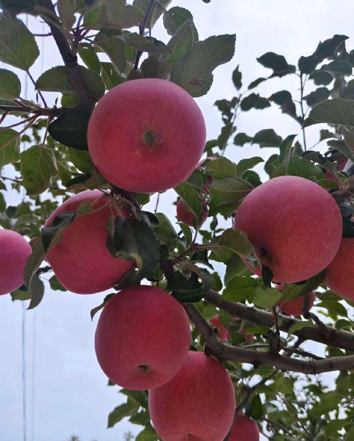 庄浪县苹果代办(庄浪苹果具有耐储存至第二年7-8月份，糖度高