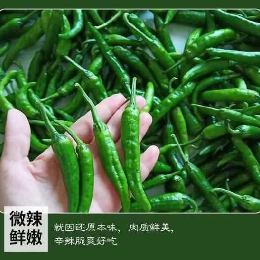 产地直发产新鲜樟树小辣椒（发财椒）新鲜精选港椒微辣香辣批发