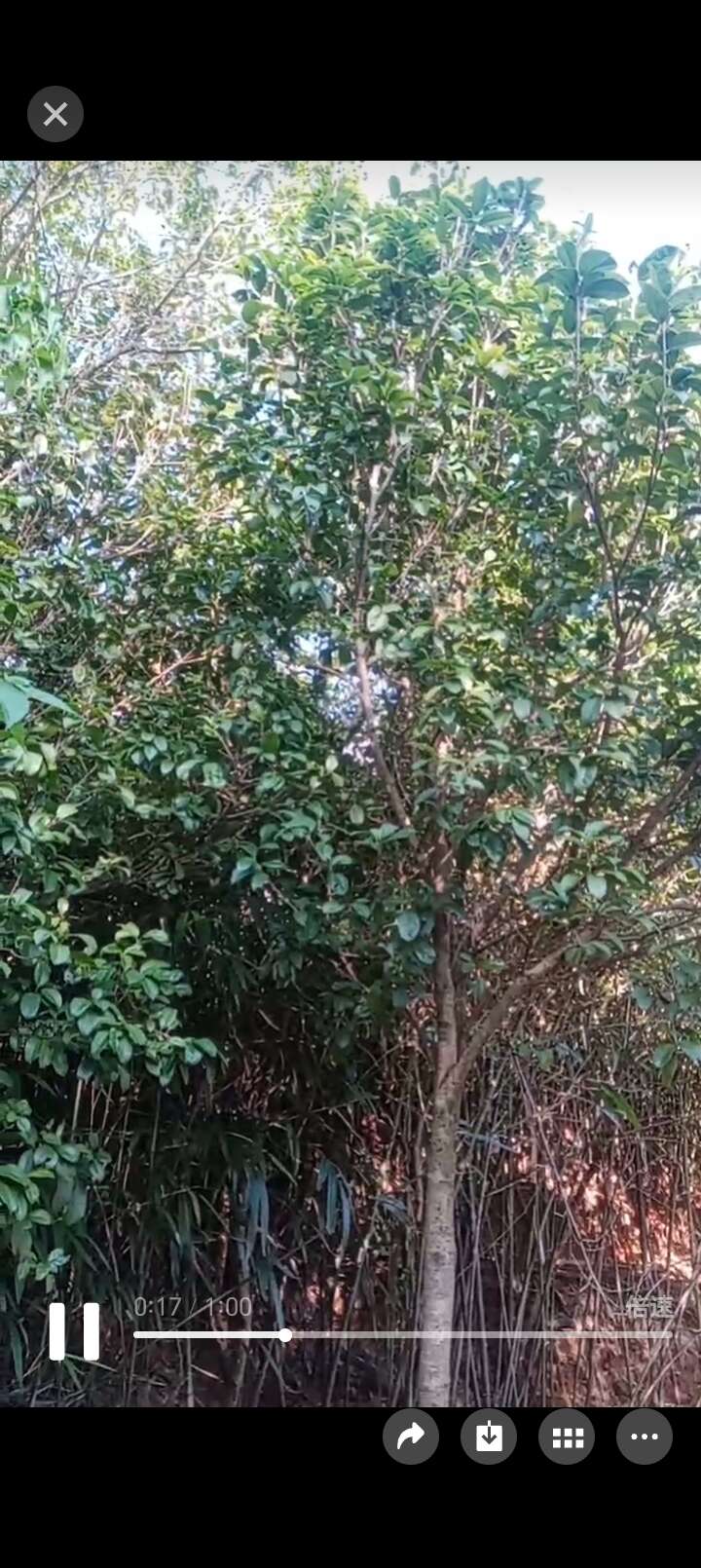 八月桂花树