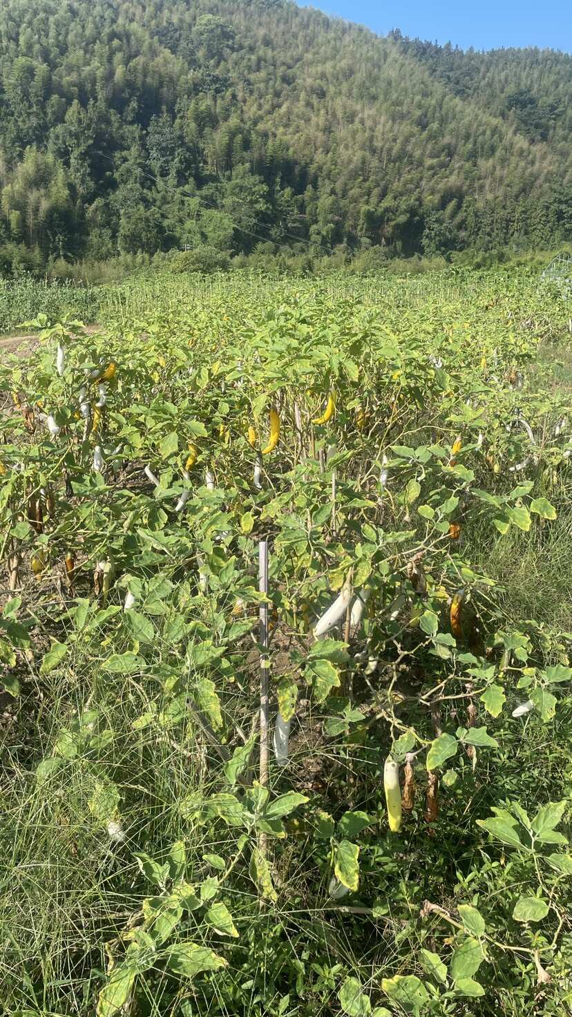 白茄子根产自闽北，生长年限二年，自然晒干，最后10斤，包邮