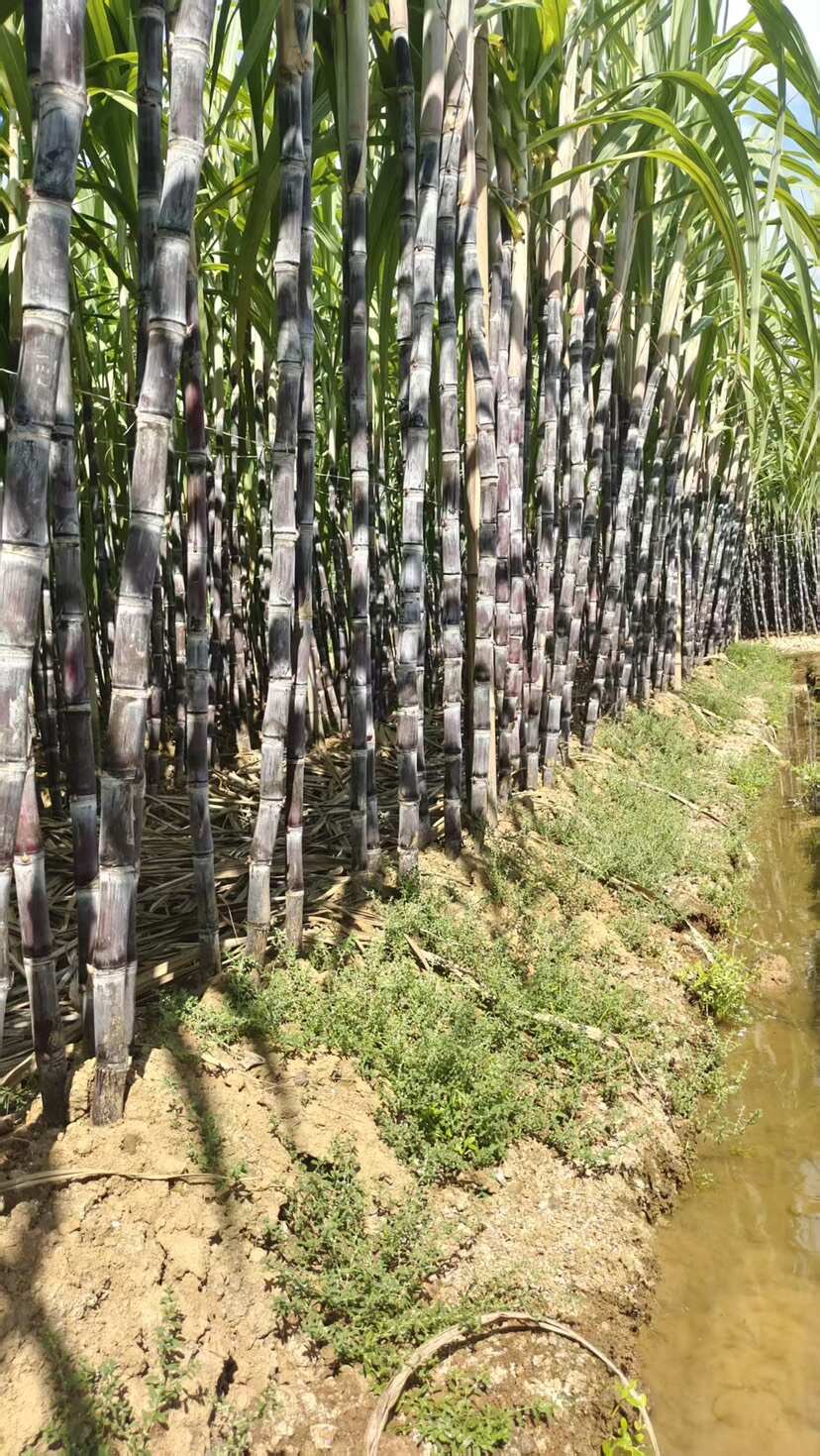 广西阳朔黑皮甘蔗 产地直发