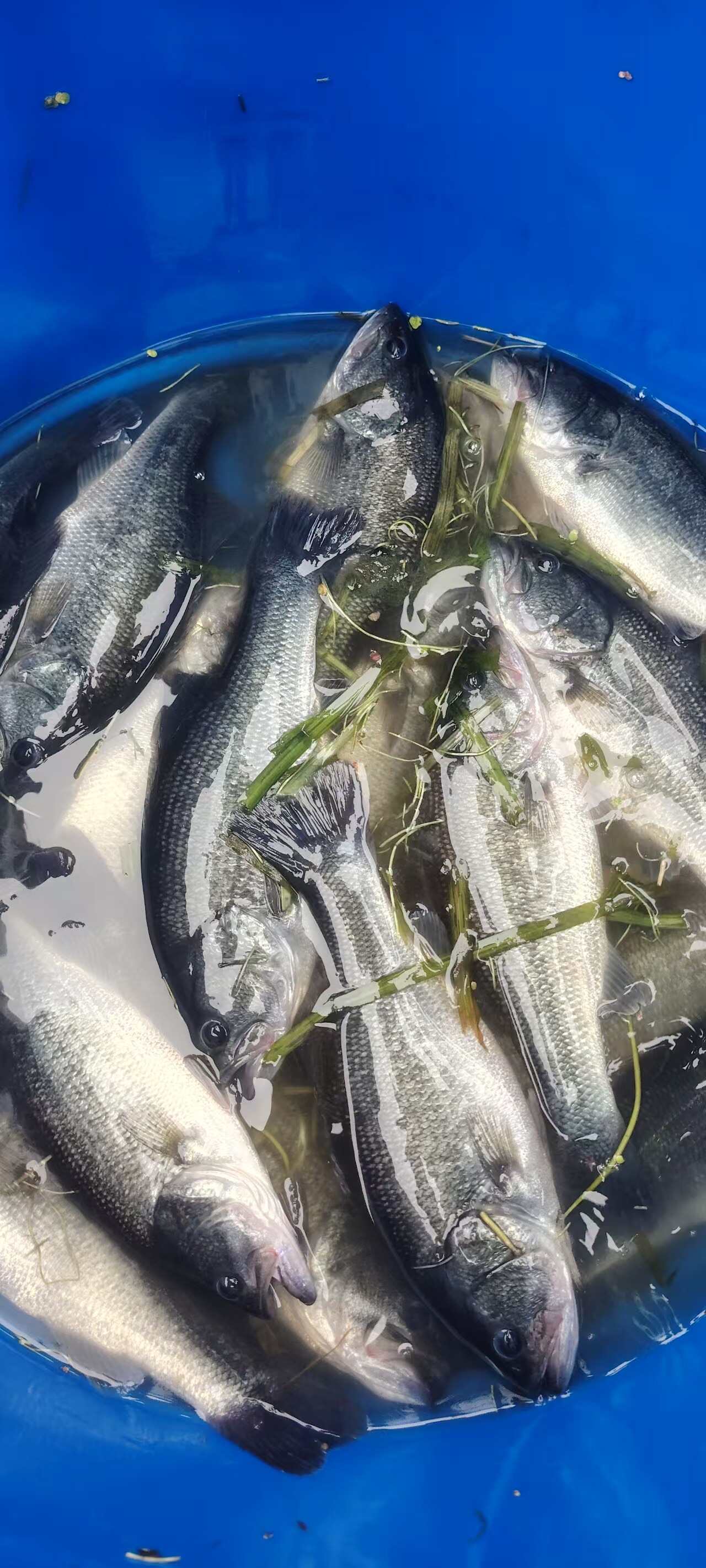 鲜活鲈鱼；加州鲈鱼