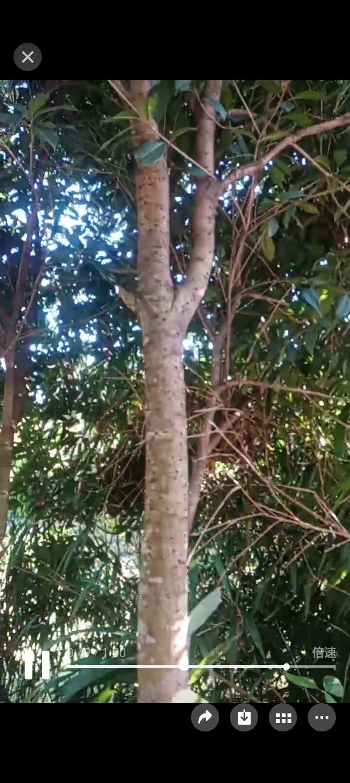 八月桂花树