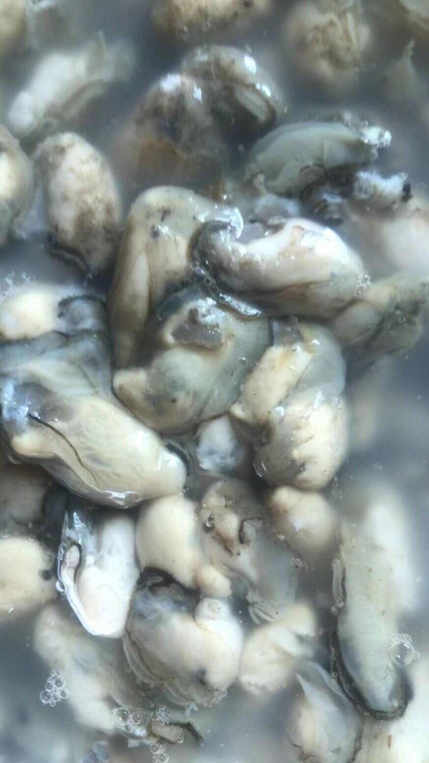 福建海蛎，正是吃海蛎的季节，可带壳批发，需要的朋友联系一下哦