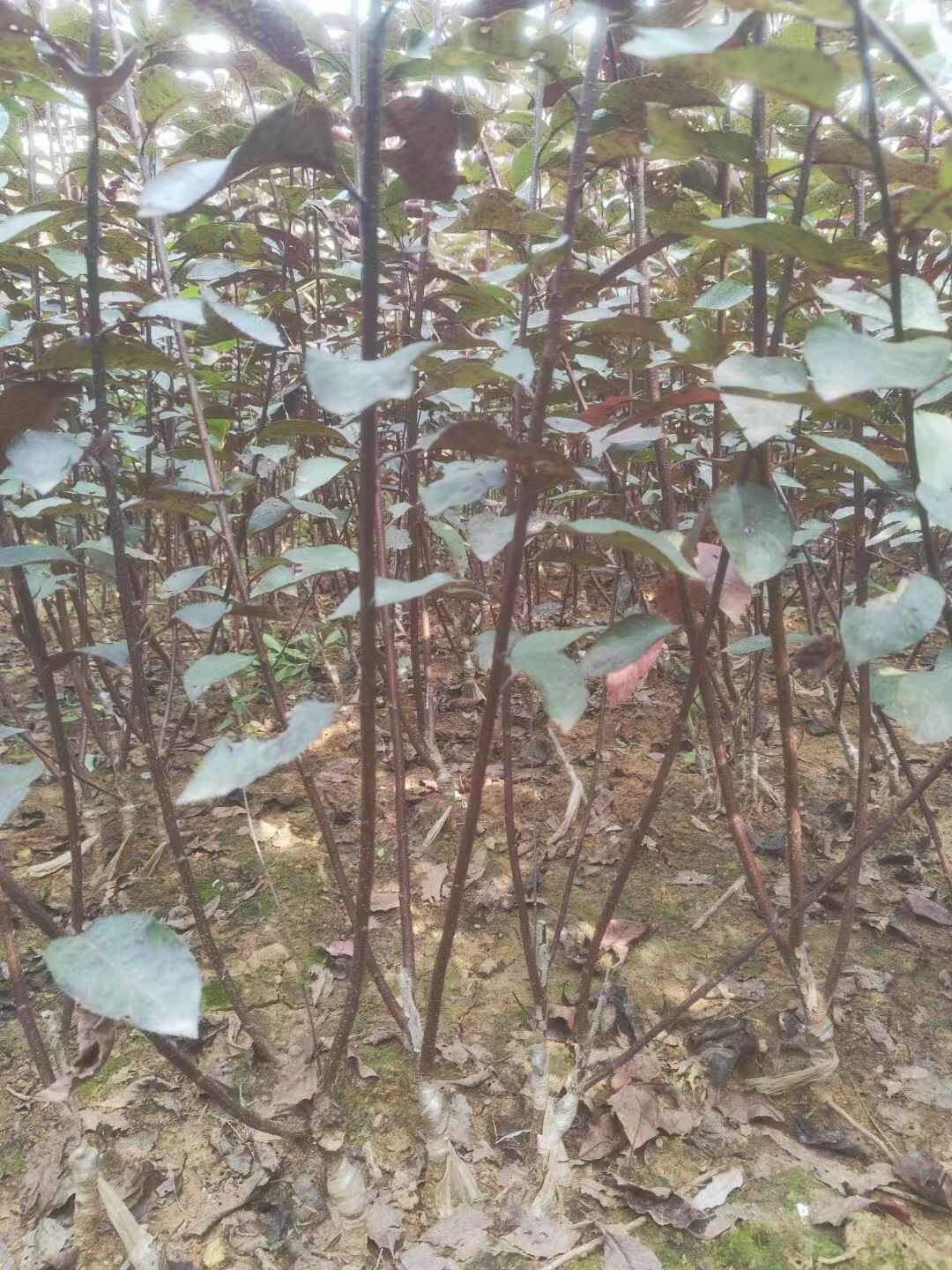紫叶矮樱