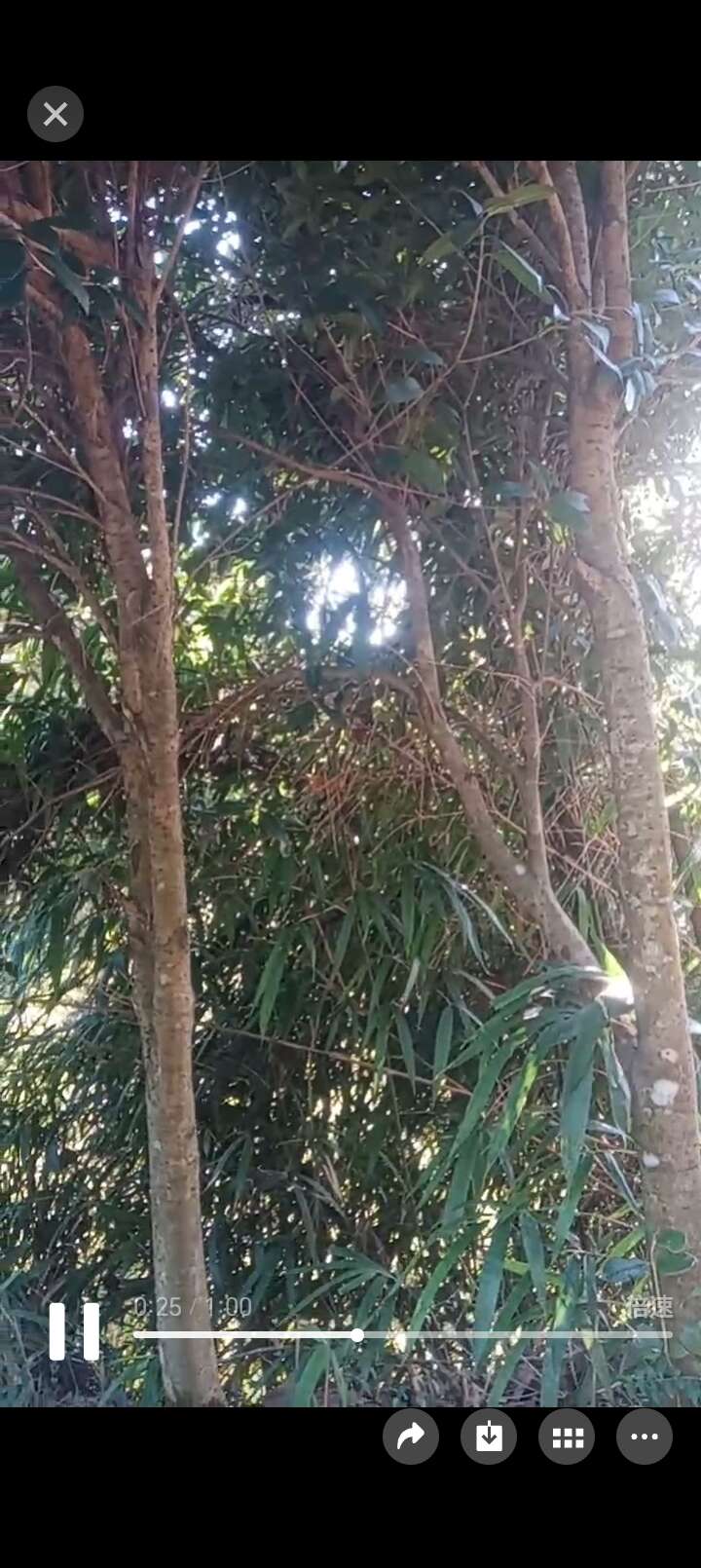 八月桂花树