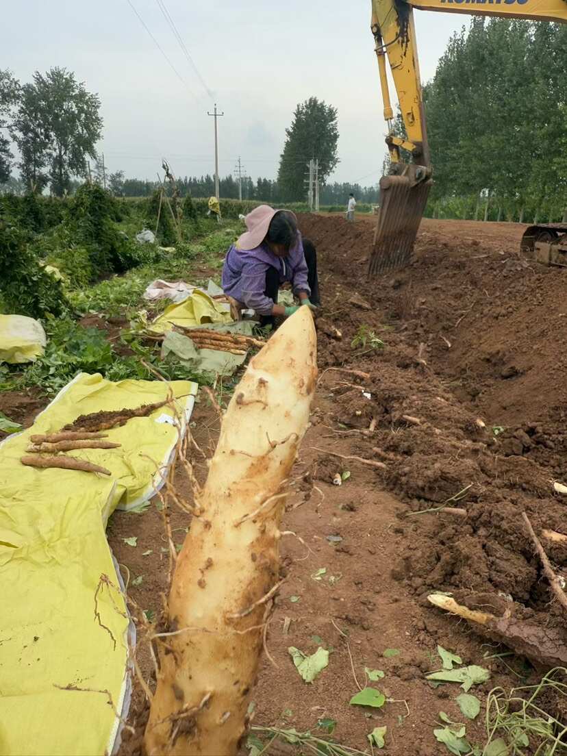 河南焦作温县垆土铁棍山药 自家种植保 产地直发