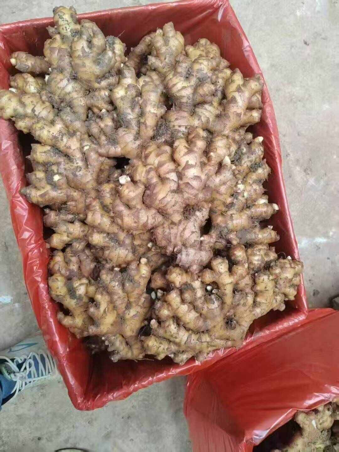 贵州小黄姜
