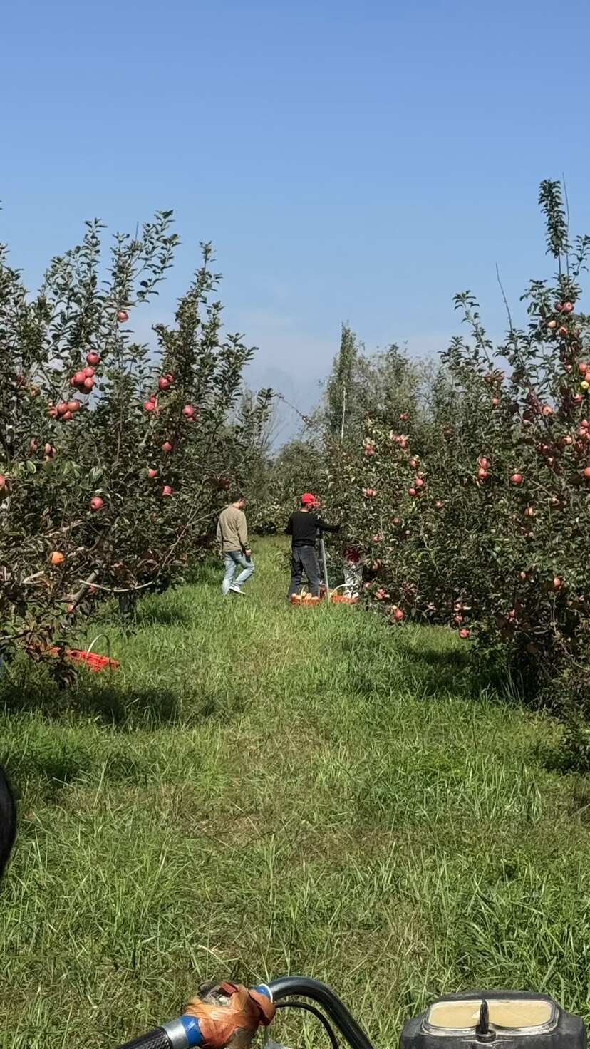 庆阳高原苹果，汁多渣少，甜度高