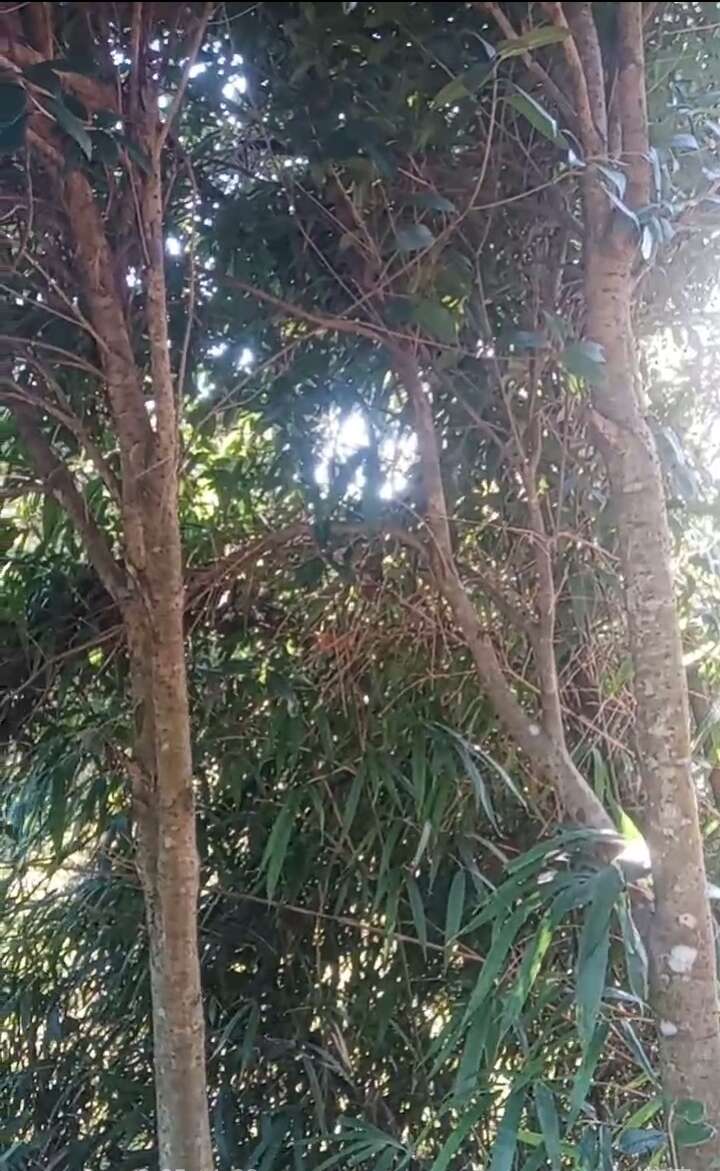 八月桂花树