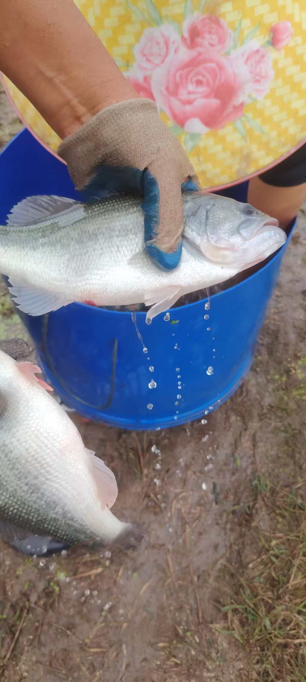 鲜活鲈鱼；加州鲈鱼