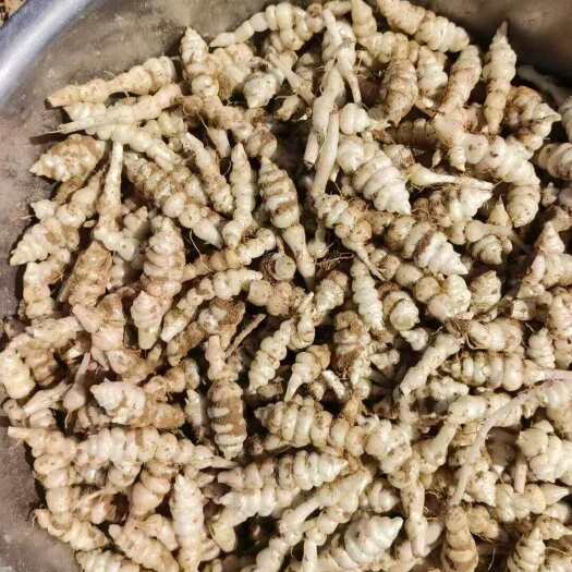 甘肃宝塔菜，个头大，质量好