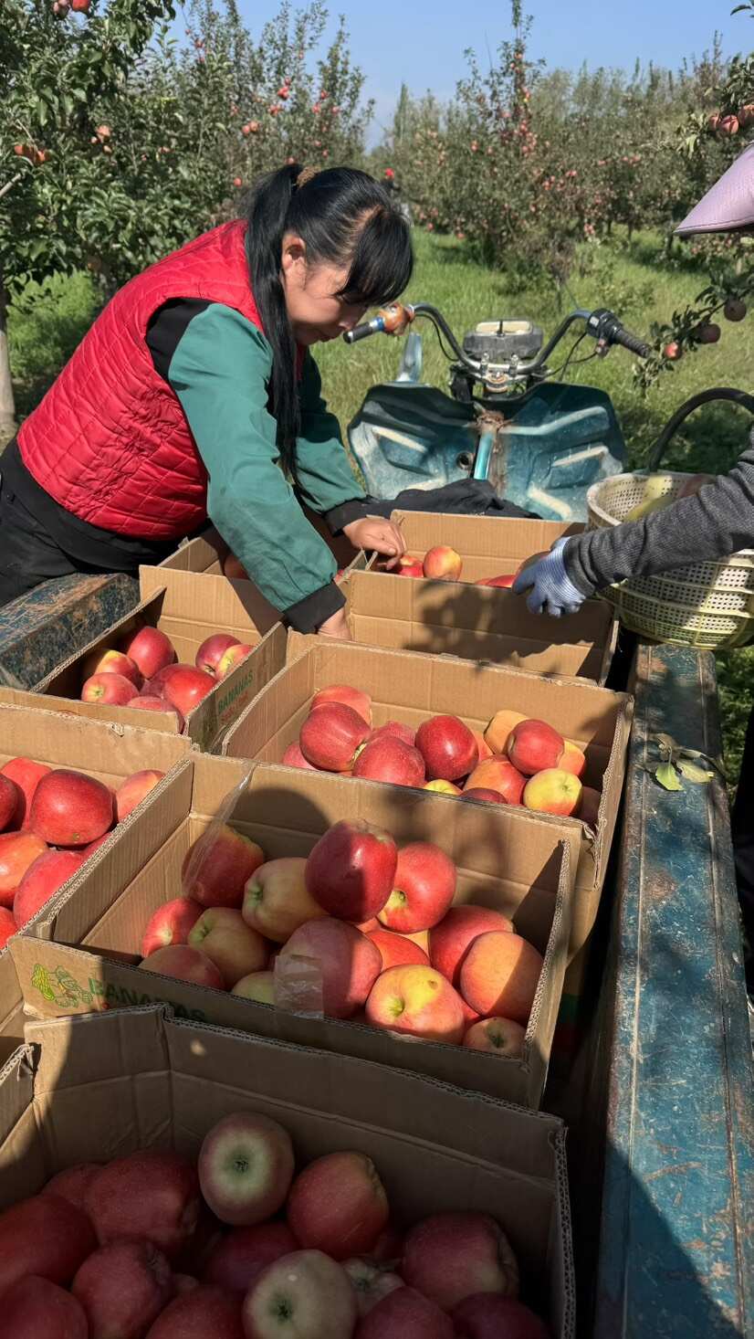 庆阳高原苹果，汁多渣少，甜度高