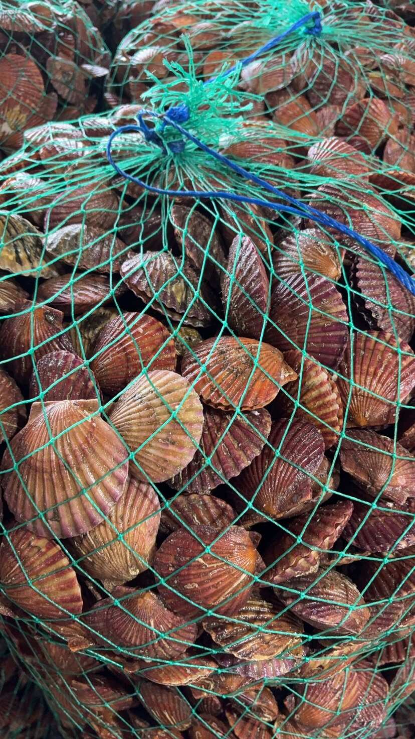 港湾贝，海湾贝，红贝，养殖基地，供应市场批发，直播电商等