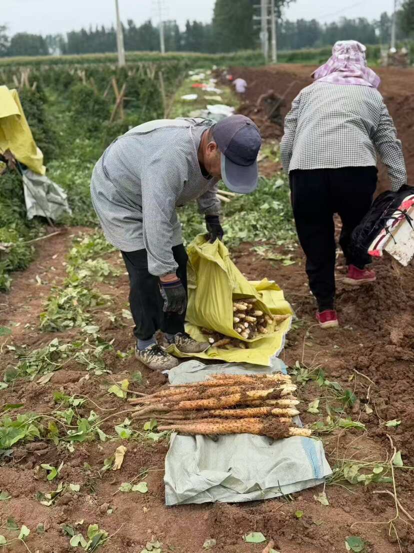 河南焦作温县垆土铁棍山药 自家种植保 产地直发