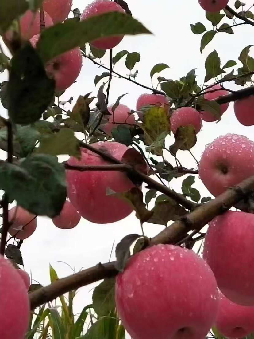 庆阳高原苹果，汁多渣少，甜度高