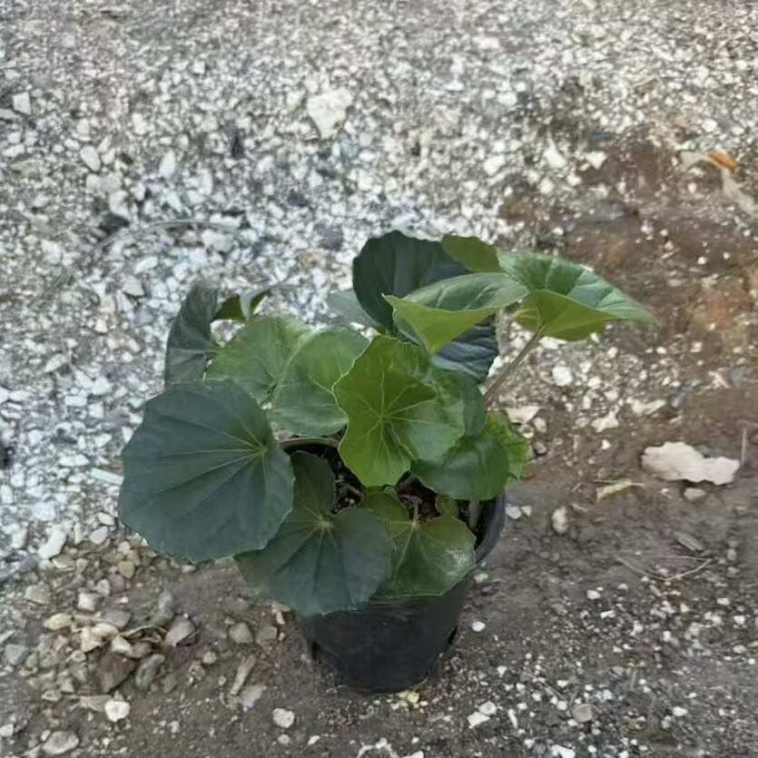 大吴风草 出售 福建 供应 批发 零售 小 袋 杯 盆 苗