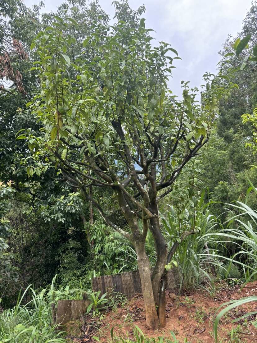 8-50公分古茶树